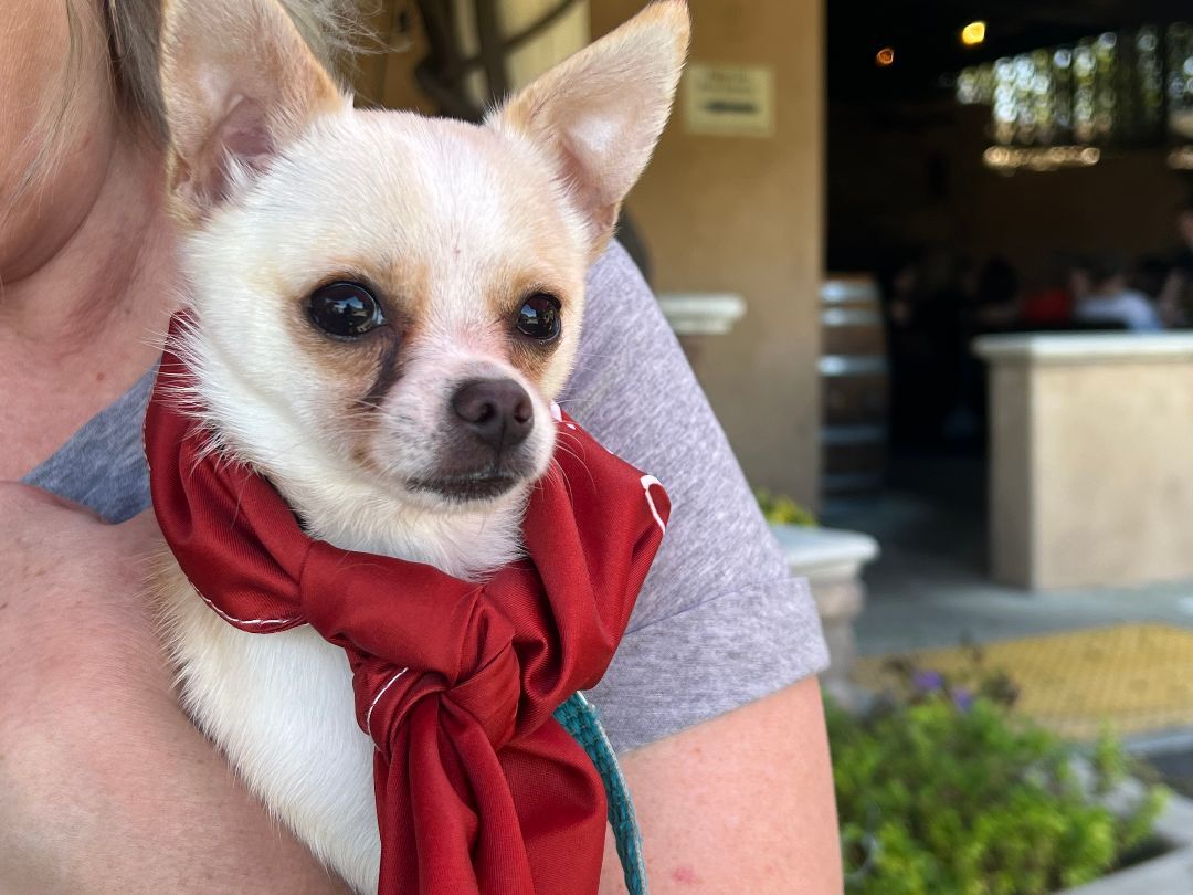 Chica, a Adopted Chihuahua in Penryn, CA image 3/8