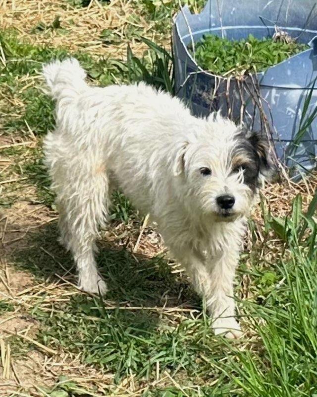 Enlarge Josie, a ADOPTABLE Parson Russell Terrier in Ypsilanti, MI image 2/5