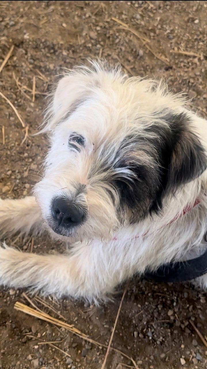 Enlarge Josie, a ADOPTABLE Parson Russell Terrier in Ypsilanti, MI image 1/5