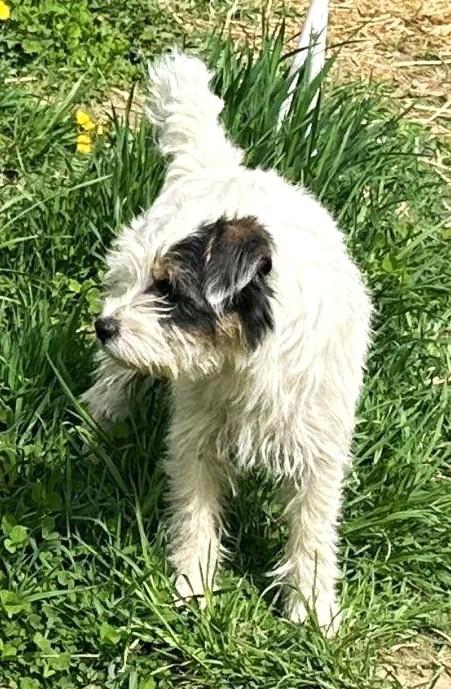 Enlarge Josie, a ADOPTABLE Parson Russell Terrier in Ypsilanti, MI image 3/5