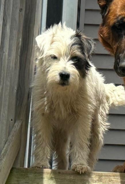 Enlarge Josie, a ADOPTABLE Parson Russell Terrier in Ypsilanti, MI image 4/5