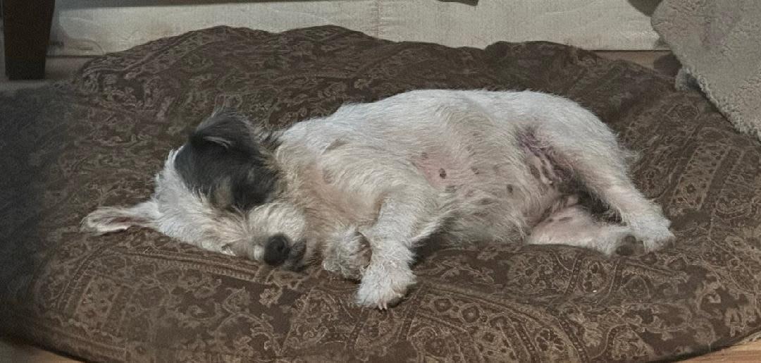 Enlarge Josie, a ADOPTABLE Parson Russell Terrier in Ypsilanti, MI image 5/5