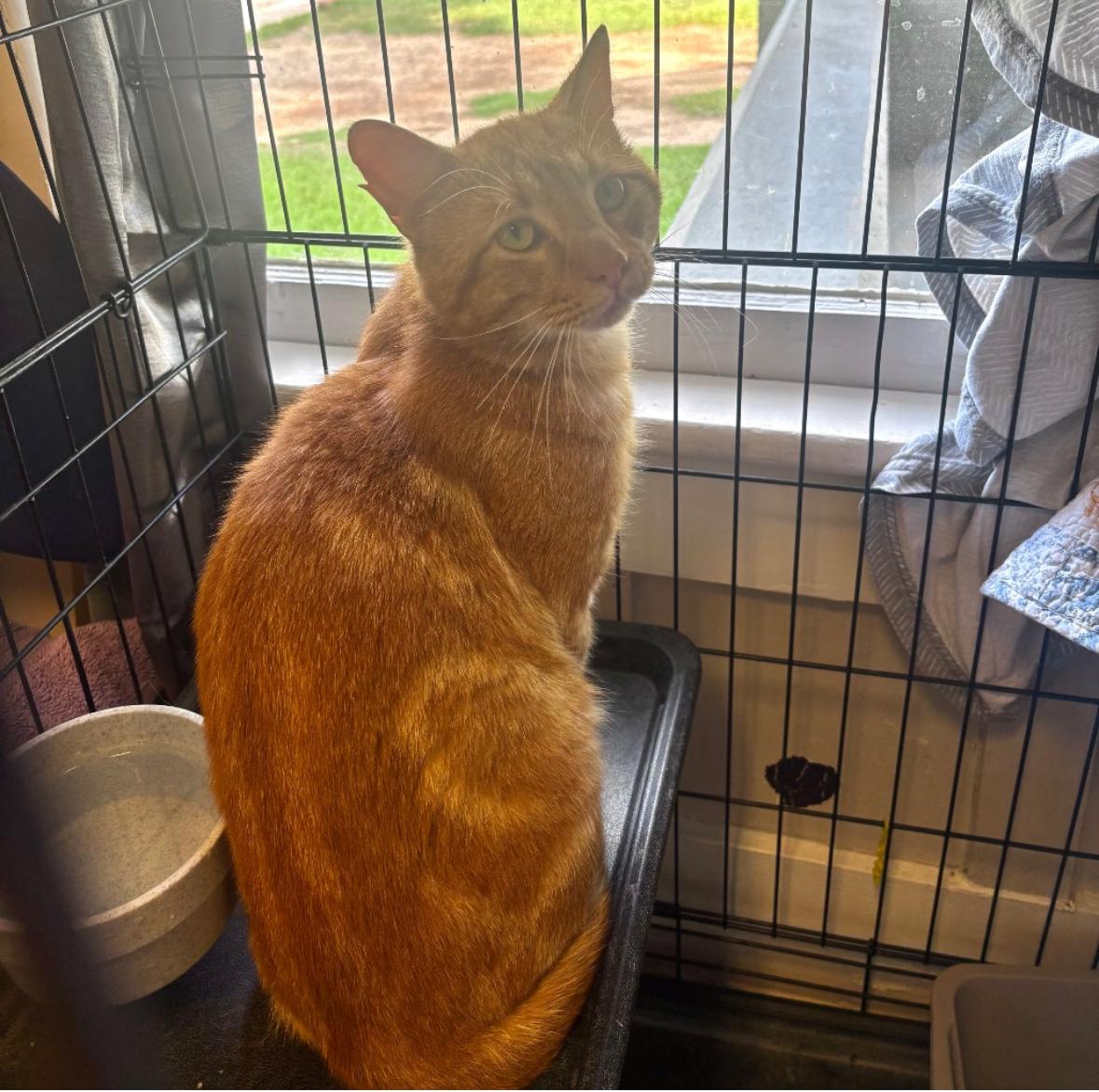 Chuck Norris, ADOPTABLE, Adult Male Domestic Short Hair.