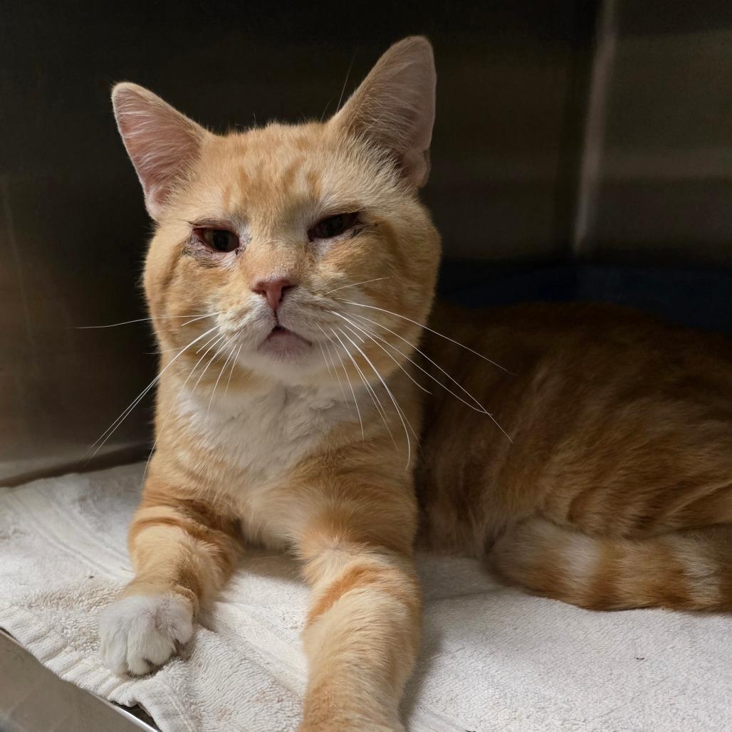 Warbles, Adoptable, Adult Male Domestic Short Hair.