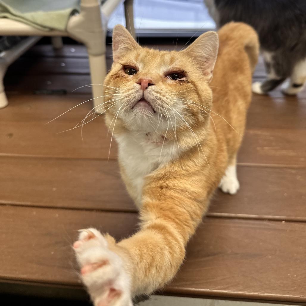 Warbles, a Adoptable Domestic Short Hair image 2/3