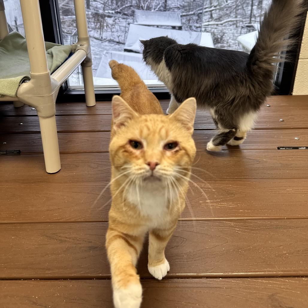 Warbles, a Adoptable Domestic Short Hair image 3/3