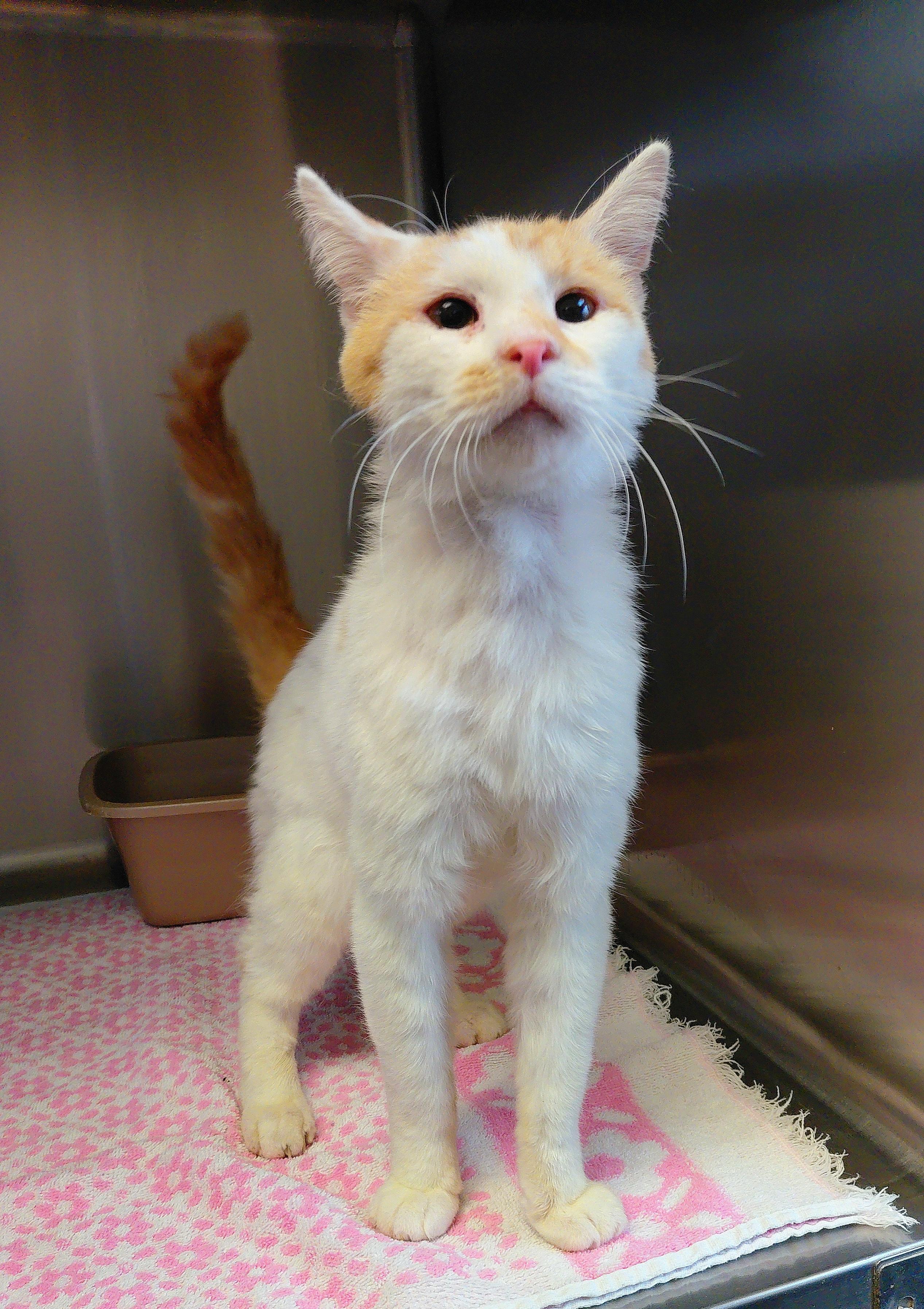 Enlarge Patrick, a ADOPTABLE Domestic Short Hair in Stanley, VA image 1/4