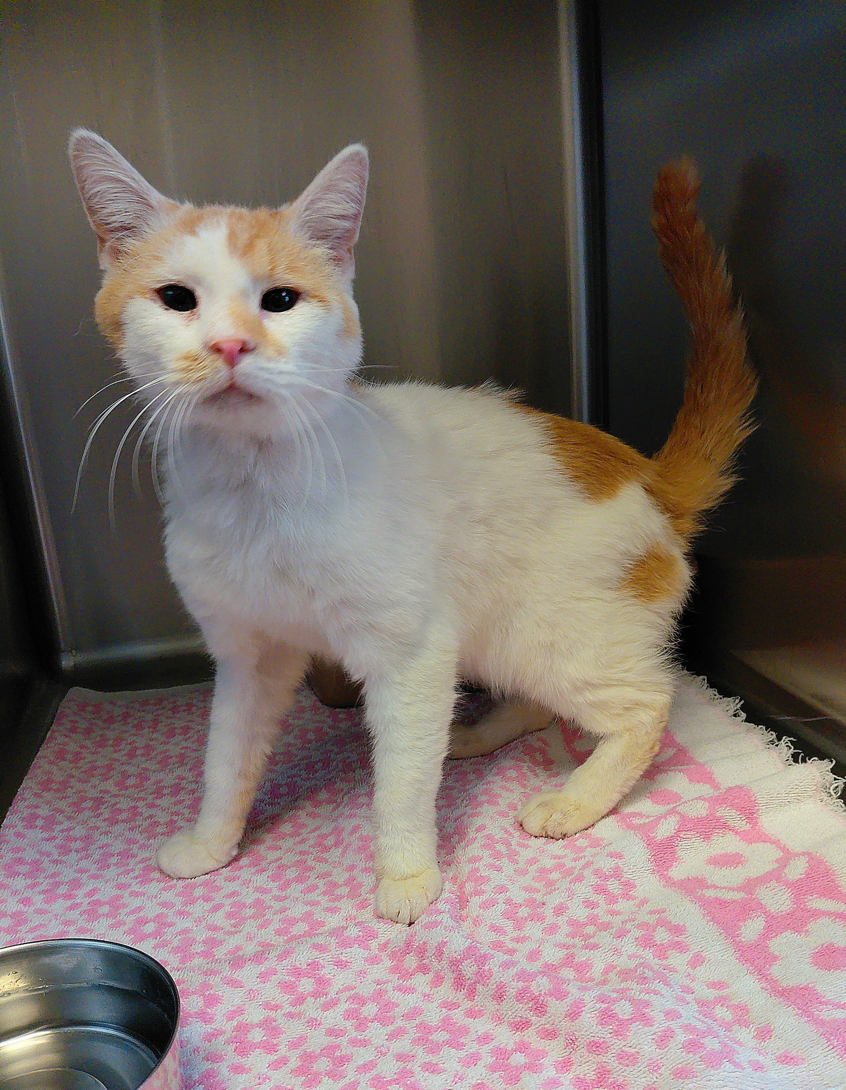Enlarge Patrick, a ADOPTABLE Domestic Short Hair in Stanley, VA image 2/4