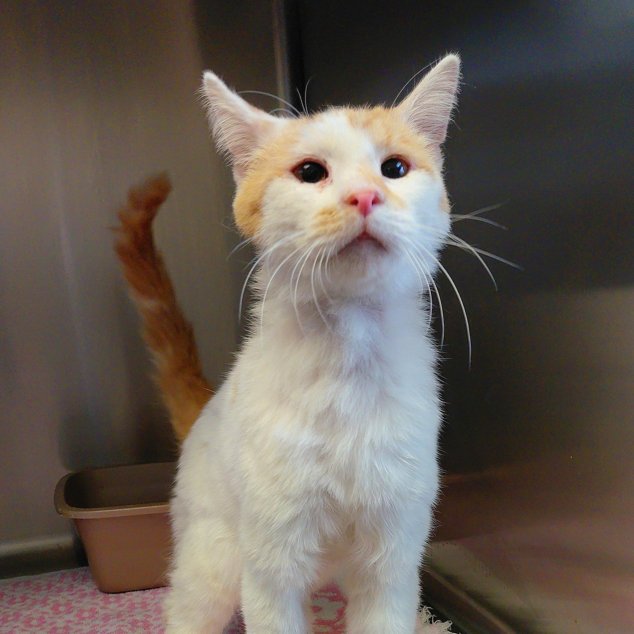 Enlarge Patrick, a ADOPTABLE Domestic Short Hair in Stanley, VA image 3/4