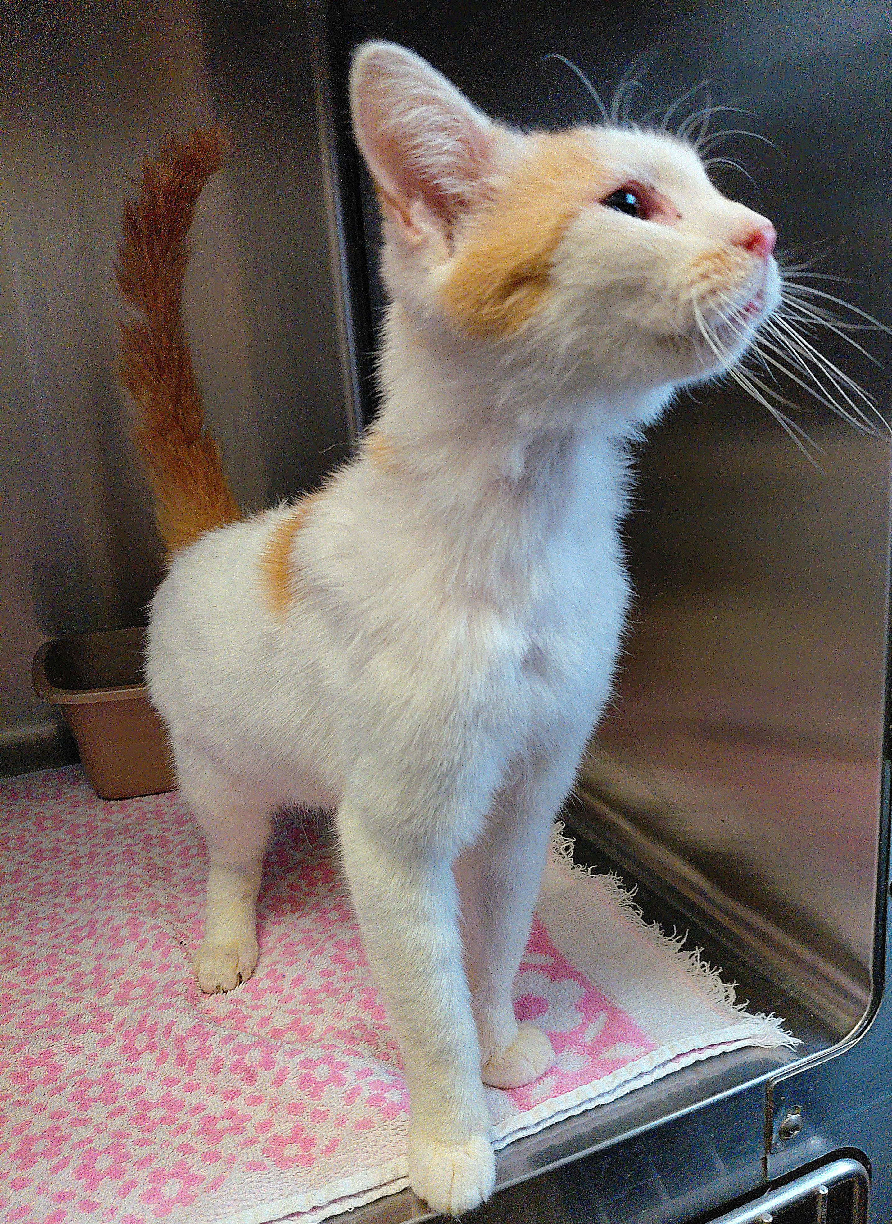 Enlarge Patrick, a ADOPTABLE Domestic Short Hair in Stanley, VA image 4/4