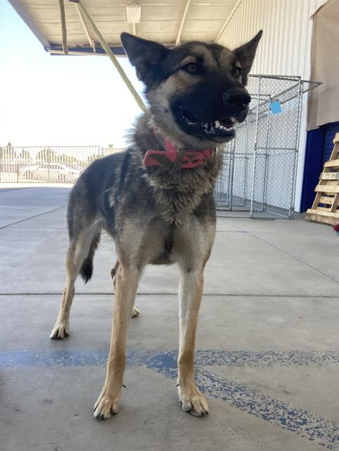Hula (formerly Wanda) -- URGENT!, adoptable, Adult Female Shepherd & Mixed Breed.