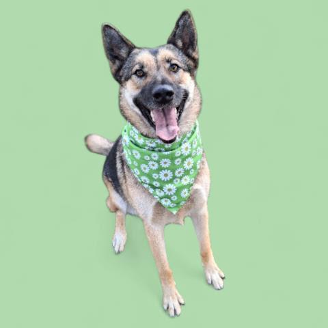 Enlarge Hula (formerly Wanda) -- URGENT!, an adoptable mixed breed in Thousand Oaks, CA image 2/2