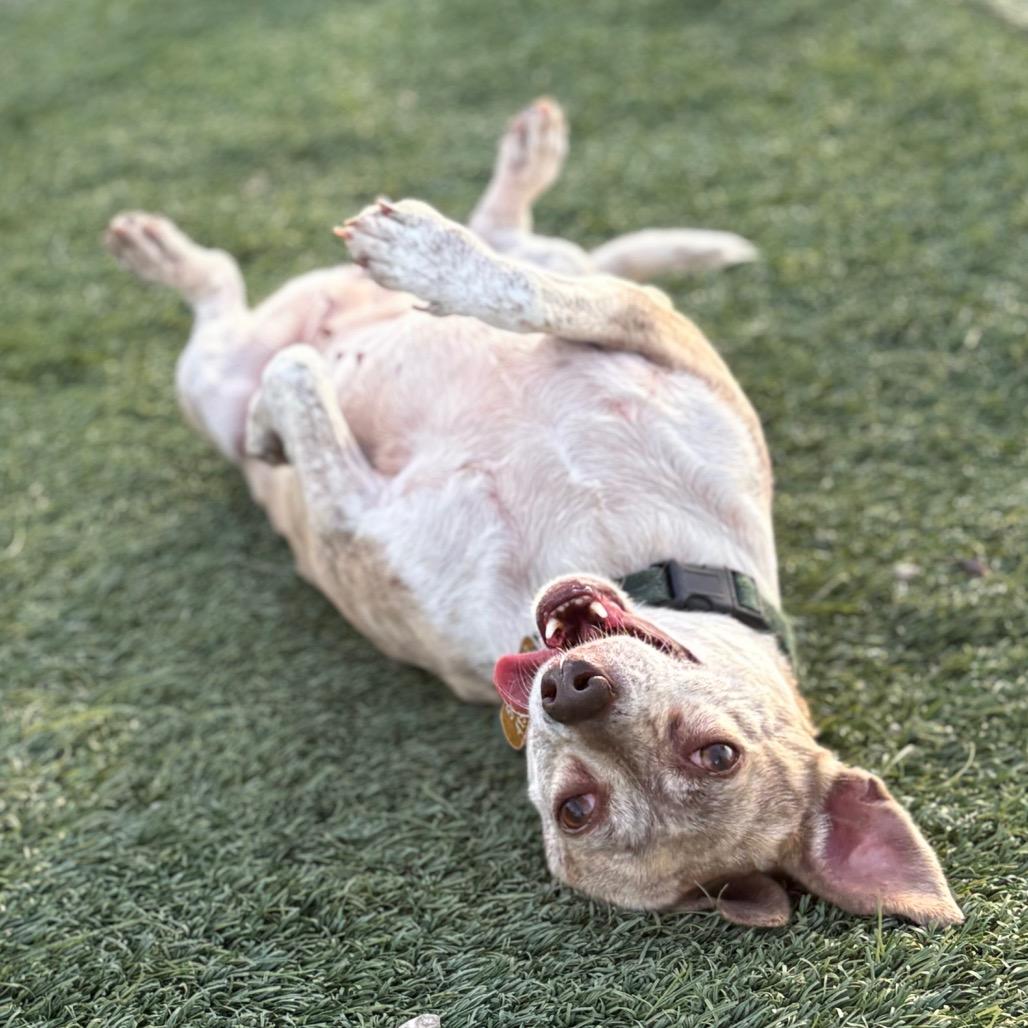 Peppermint Patty, Adoptable, Adult Female Chihuahua & Mixed Breed.