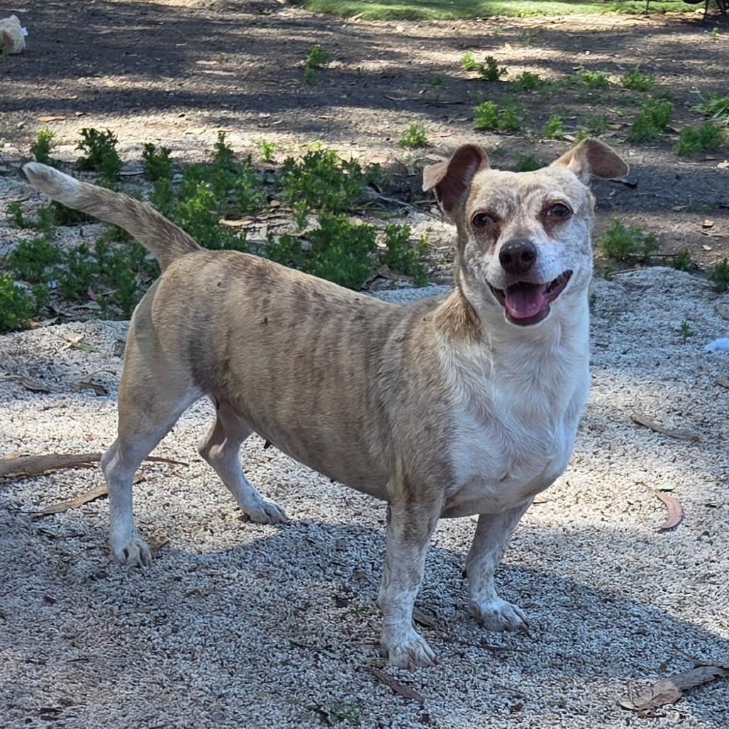Peppermint Patty, Adoptable, Adult Female Chihuahua & Mixed Breed.