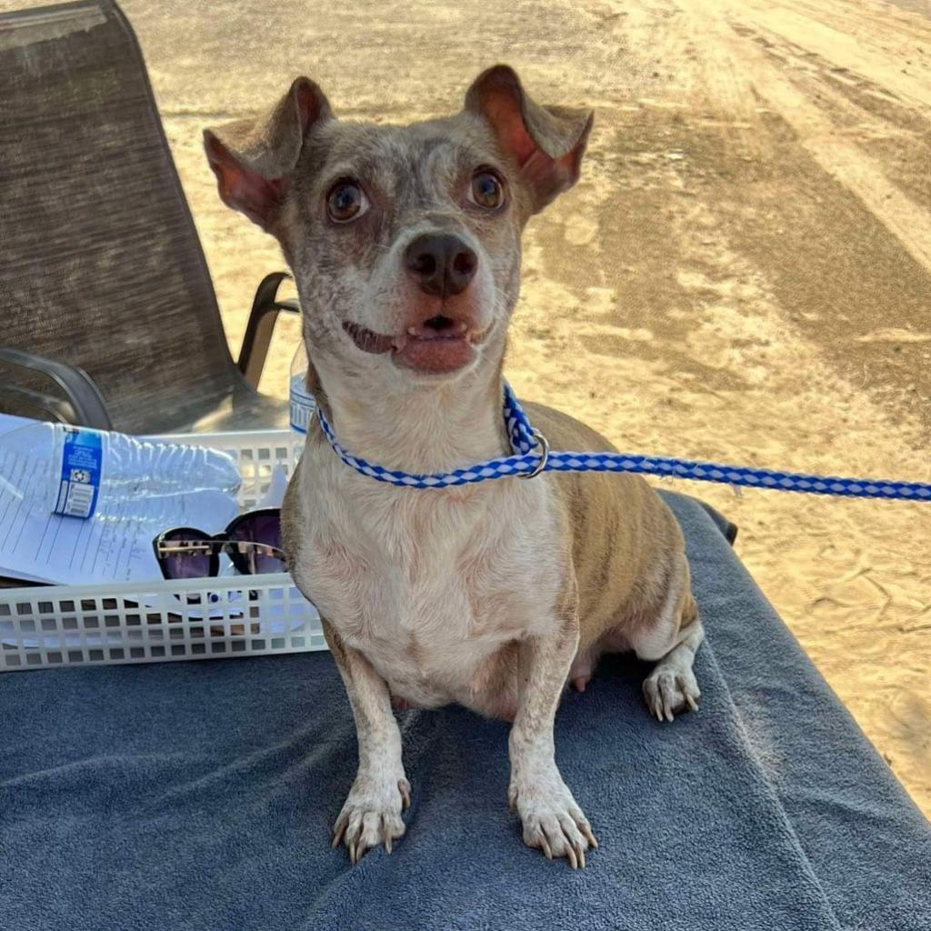 Peppermint Patty, Adoptable, Adult Female Chihuahua & Mixed Breed.