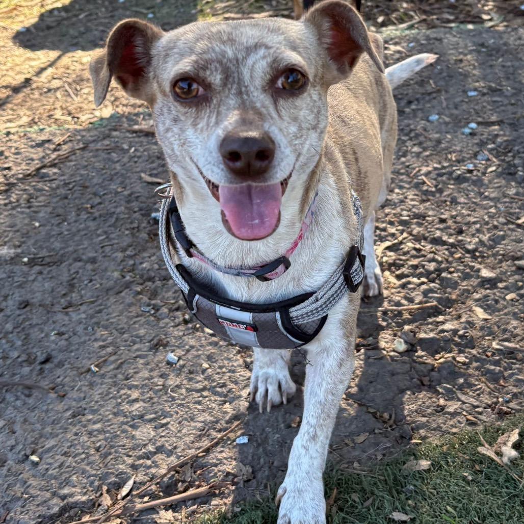 Peppermint Patty, a Adoptable mixed breed in San Pablo, CA image 3/6