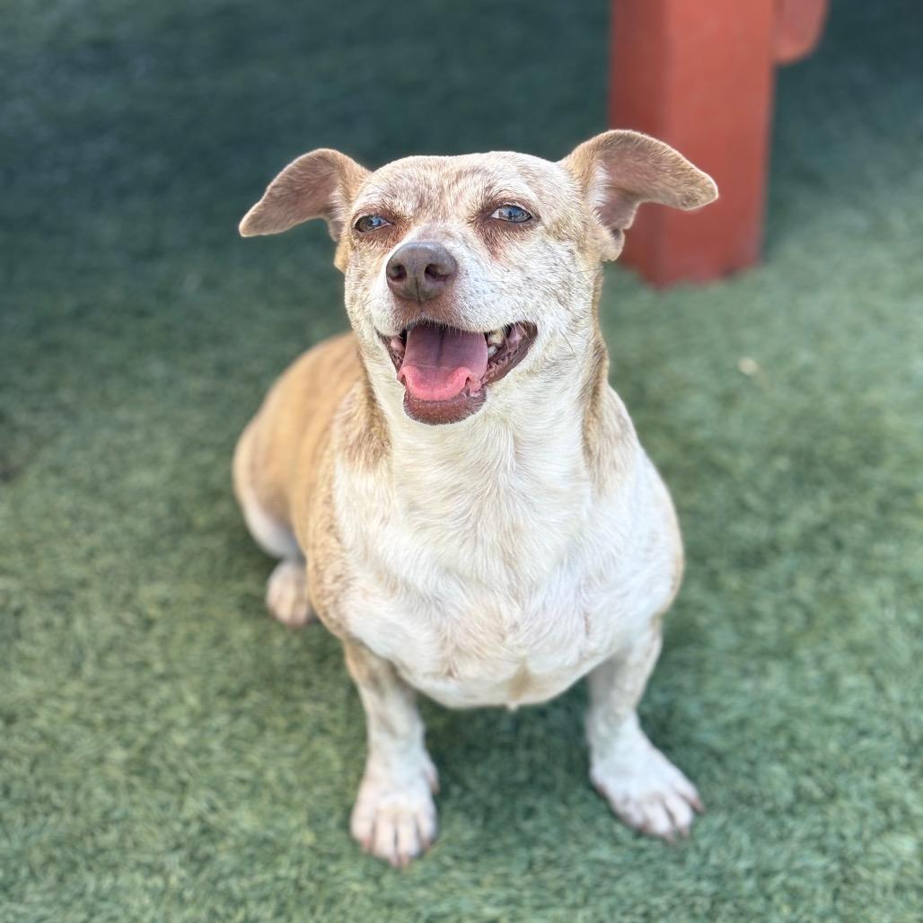 Enlarge Peppermint Patty, a Adoptable mixed breed in San Pablo, CA image 3/6