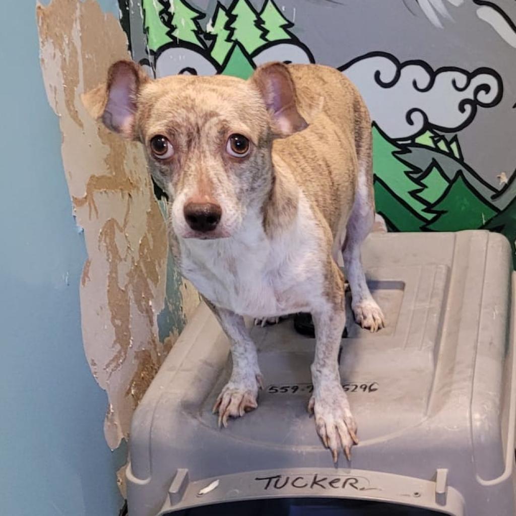 Peppermint Patty, a Adoptable mixed breed in San Pablo, CA image 4/6