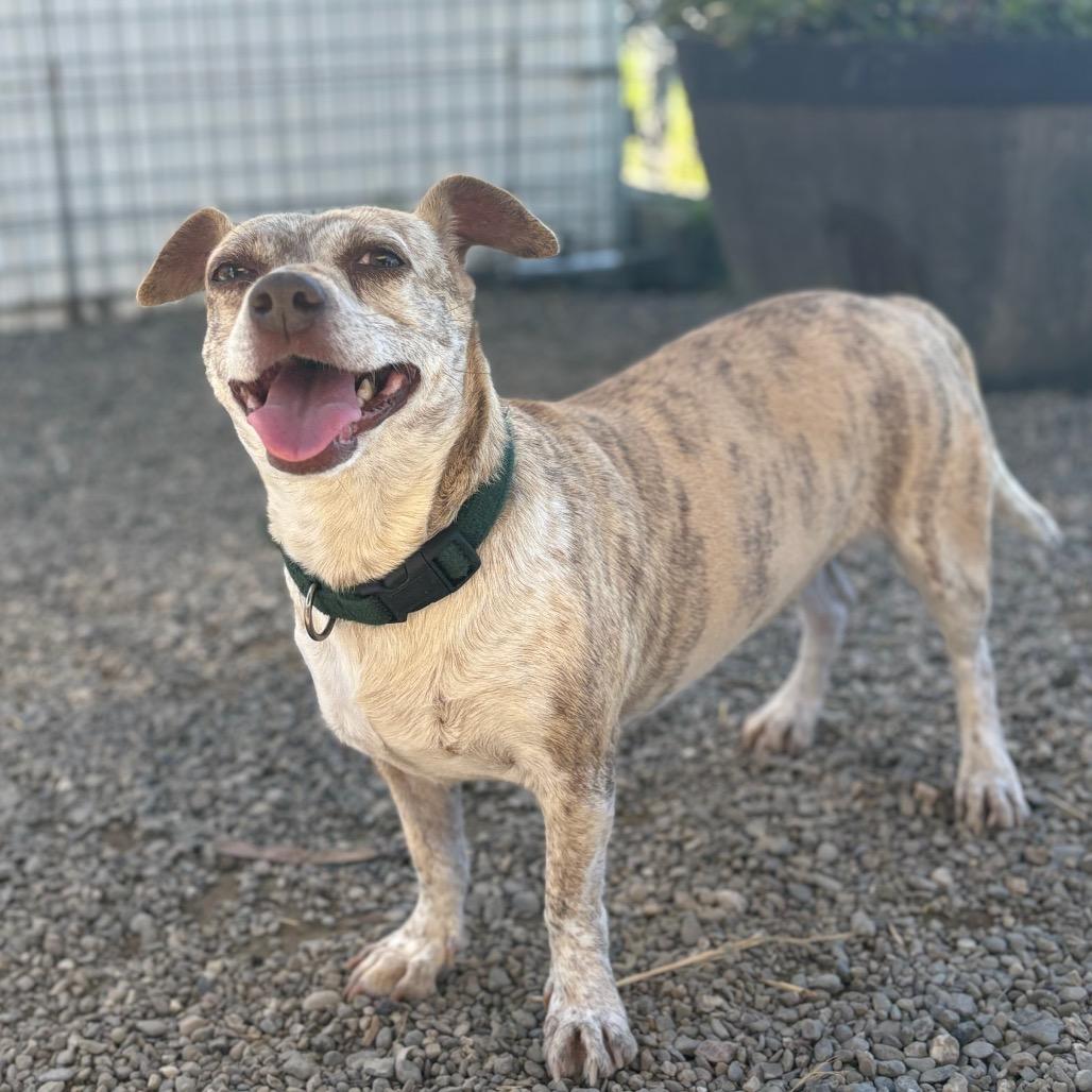 Peppermint Patty, a Adoptable mixed breed in San Pablo, CA image 5/6