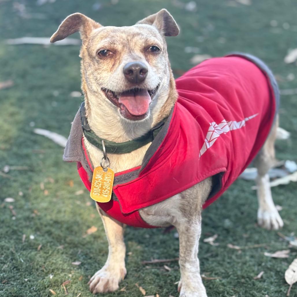 Peppermint Patty, a Adoptable mixed breed in San Pablo, CA image 6/6