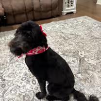 Enlarge Maggie-McDoodle, an adopted mixed breed in Watertown, CT image 3/4