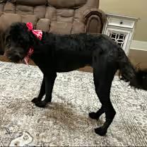 Enlarge Maggie-McDoodle, an adopted mixed breed in Watertown, CT image 2/4