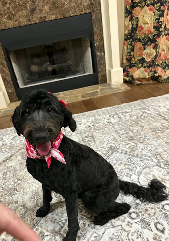 Enlarge Maggie-McDoodle, an adopted mixed breed in Watertown, CT image 1/4