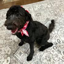 Enlarge Maggie-McDoodle, an adopted mixed breed in Watertown, CT image 4/4