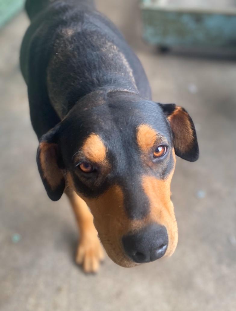 Lily, adopted, Adult Female Doberman Pinscher.