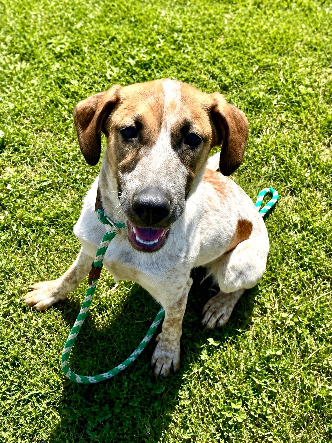Enlarge Rue, a ADOPTABLE mixed breed in Charlotte, NC image 4/5