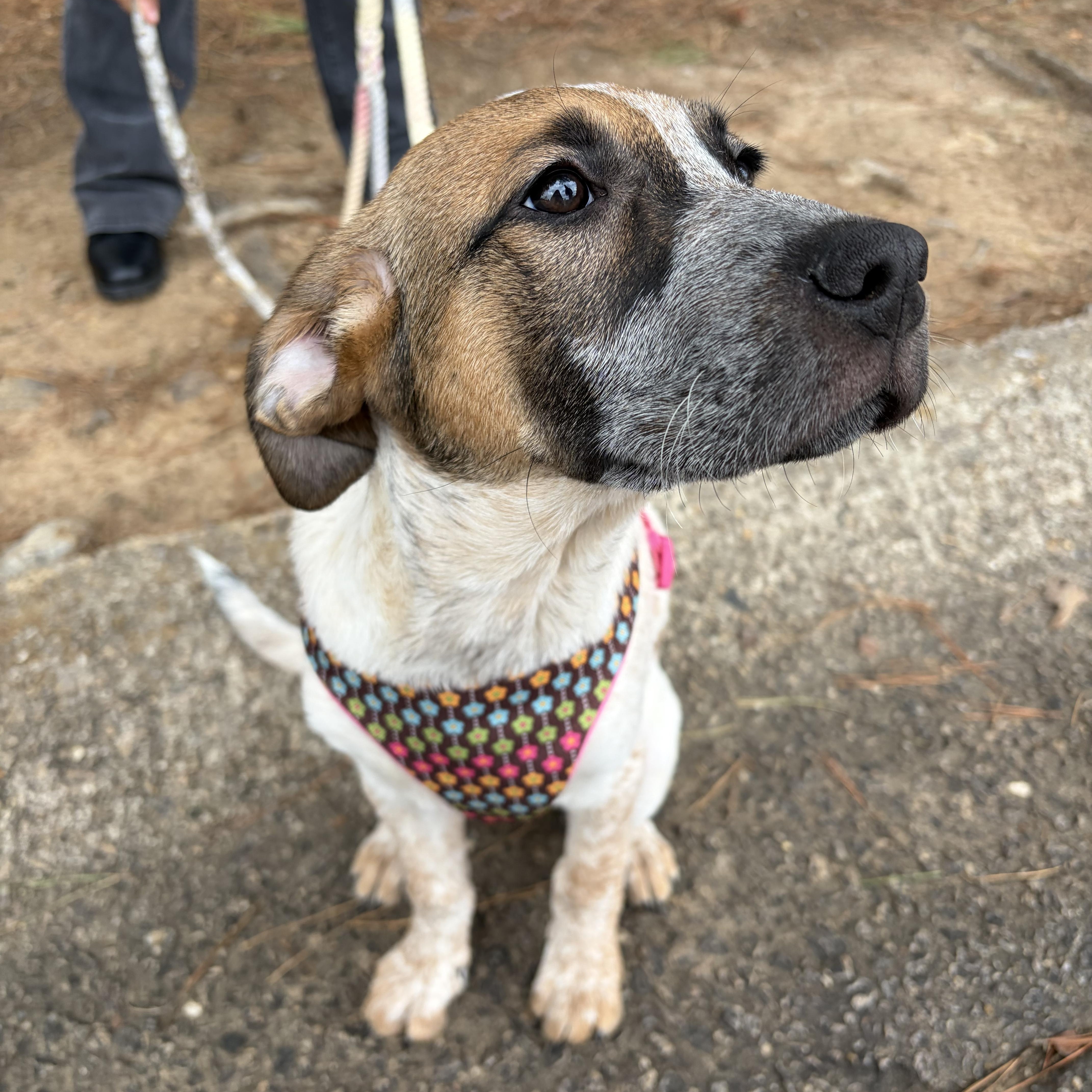 Rue, a ADOPTABLE Mixed Breed in Charlotte, NC image 5/5