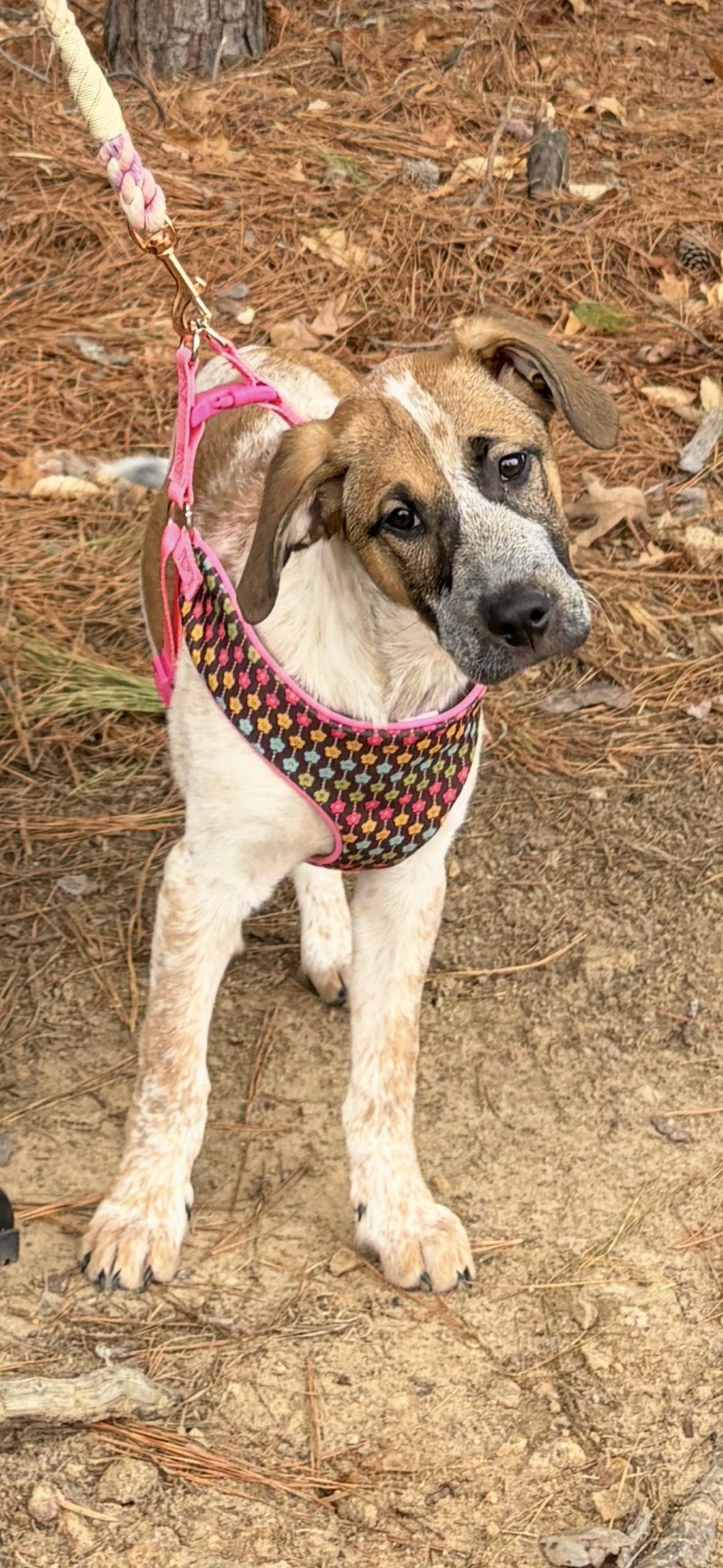 Rue, a ADOPTABLE Mixed Breed in Charlotte, NC image 2/5