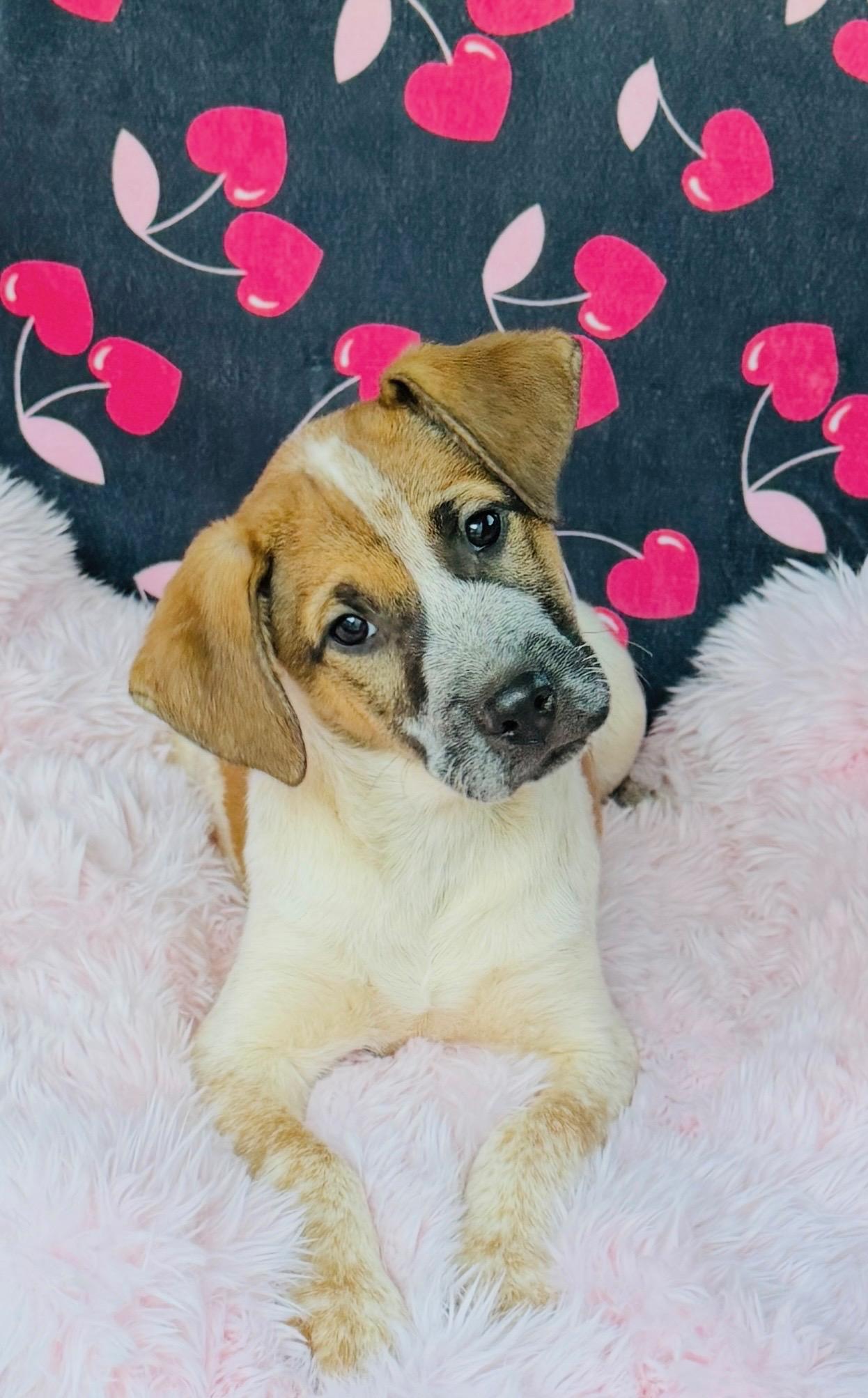 Rue, ADOPTABLE, Puppy Female Mixed Breed.
