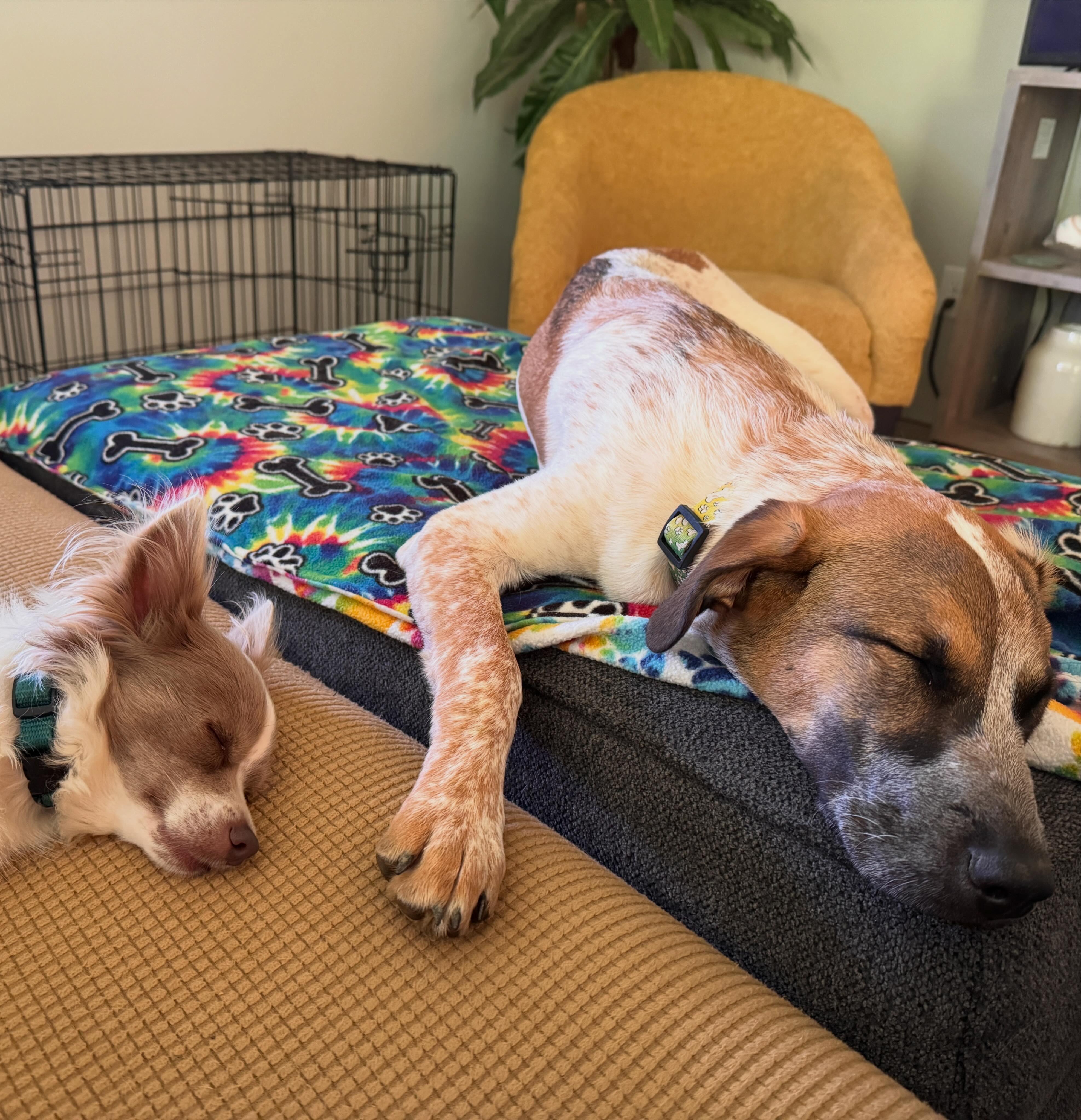 Enlarge Rue, a ADOPTABLE mixed breed in Charlotte, NC image 3/5