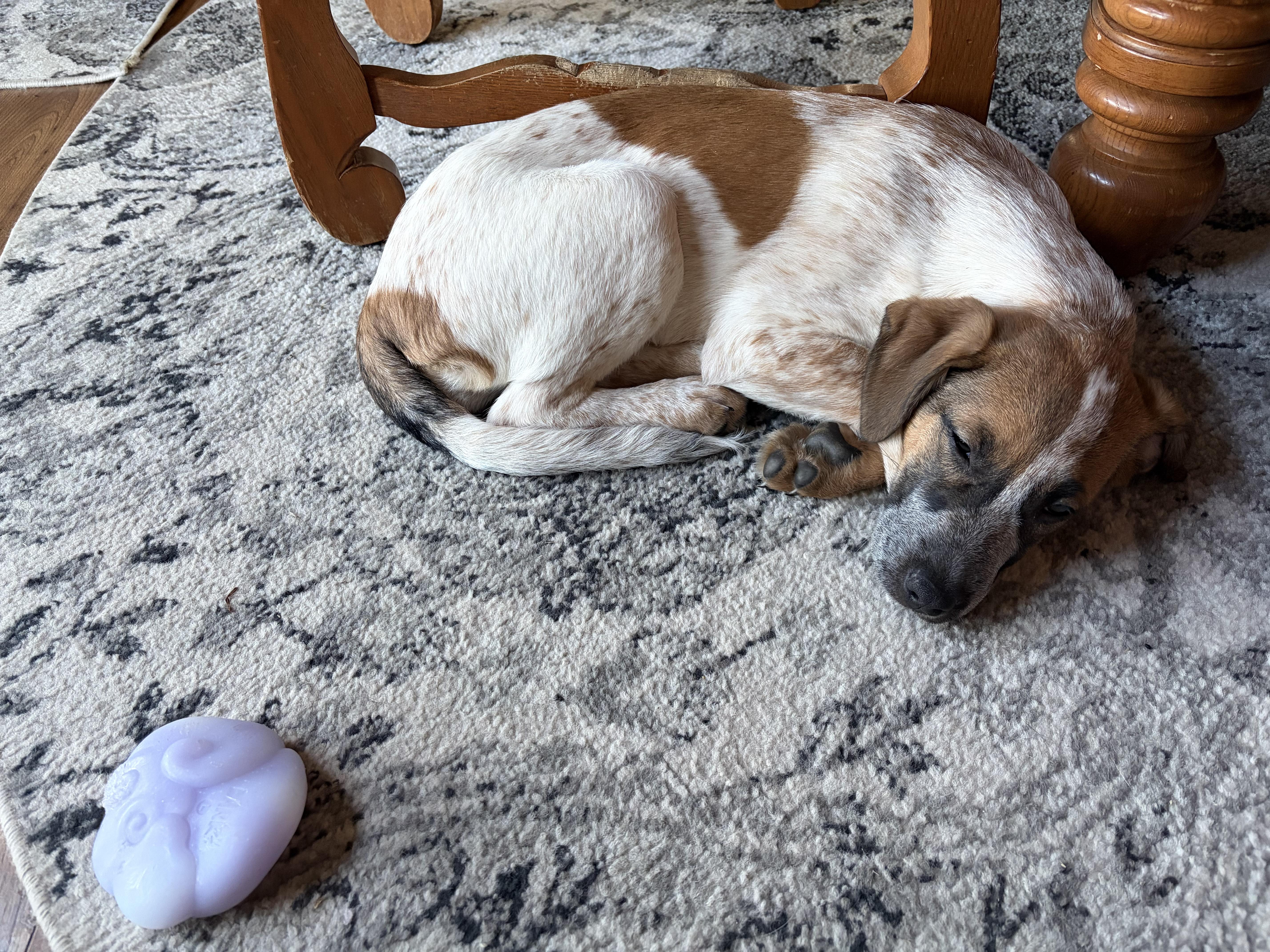 Rue, a ADOPTABLE Mixed Breed in Charlotte, NC image 4/5