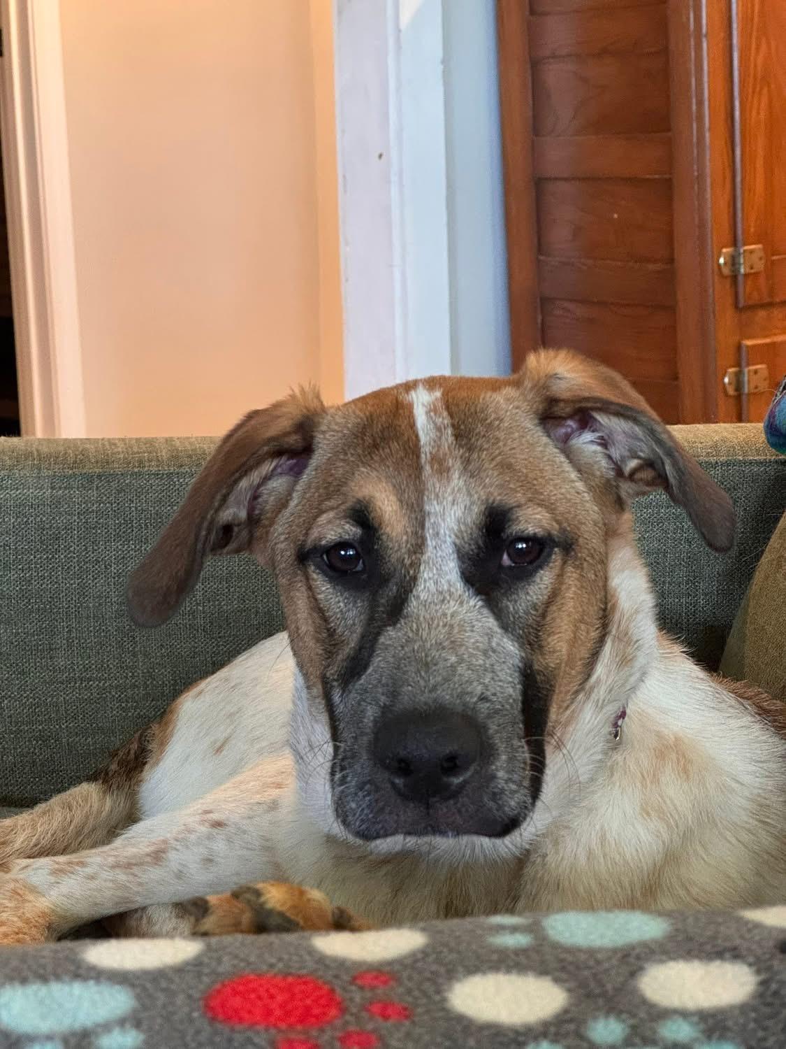Enlarge Rue, a ADOPTABLE mixed breed in Charlotte, NC image 2/5