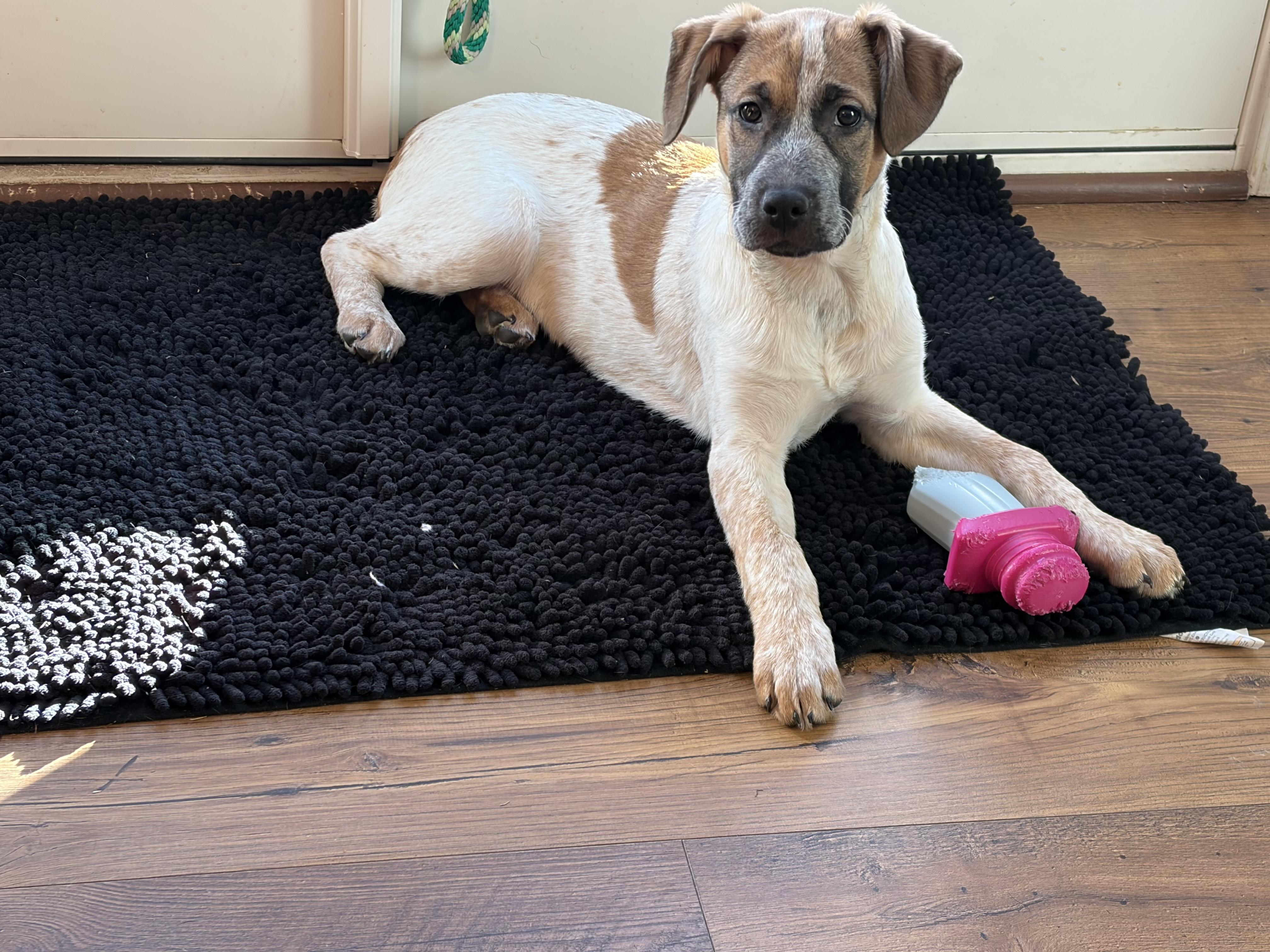 Rue, a ADOPTABLE Mixed Breed in Charlotte, NC image 3/5