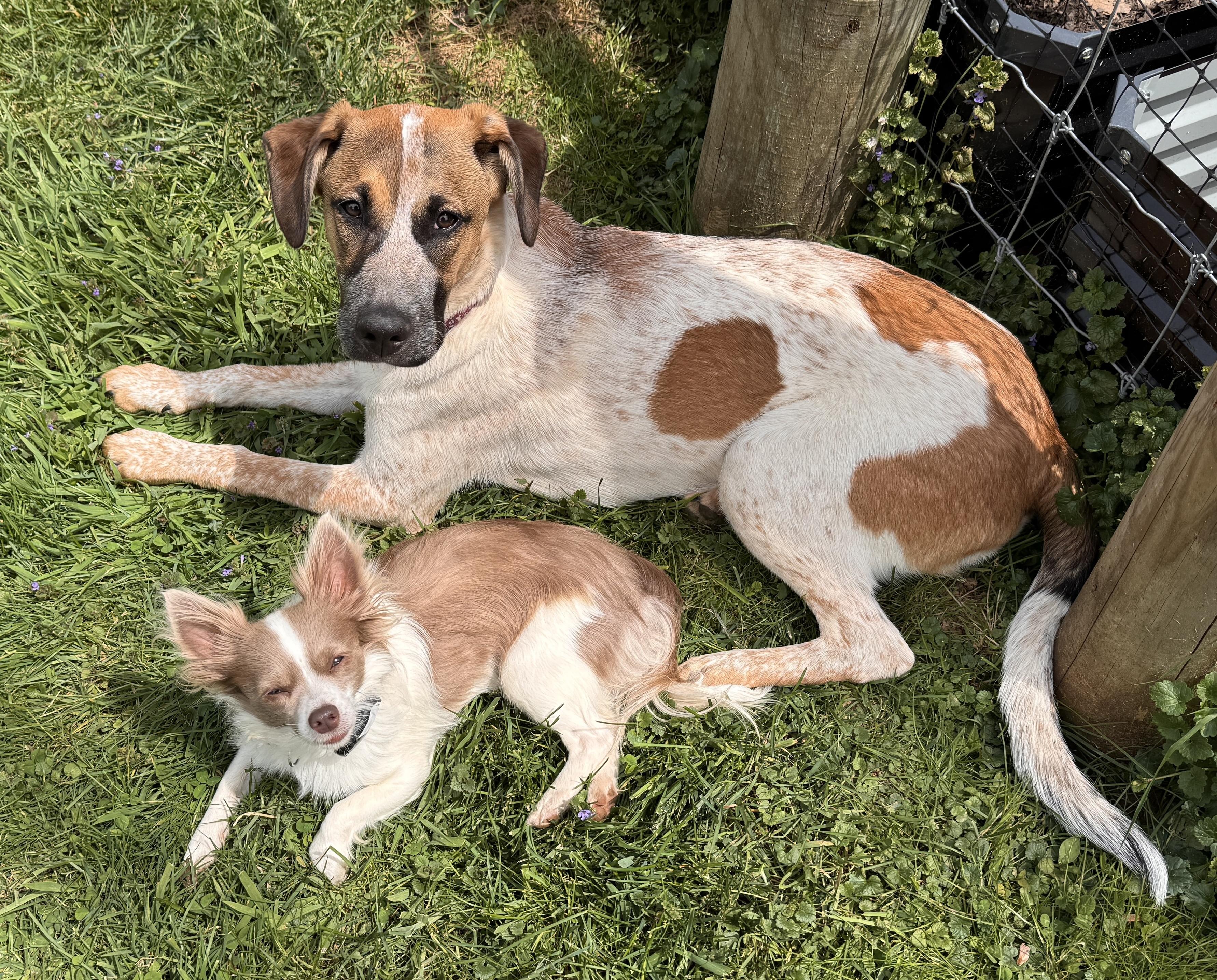 Enlarge Rue, a ADOPTABLE mixed breed in Charlotte, NC image 5/5