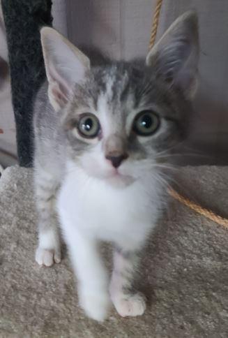 Chai, a Adoptable Domestic Short Hair in Russellville, KY image 1/2