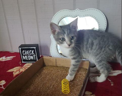 Chai, a Adoptable Domestic Short Hair in Russellville, KY image 2/2