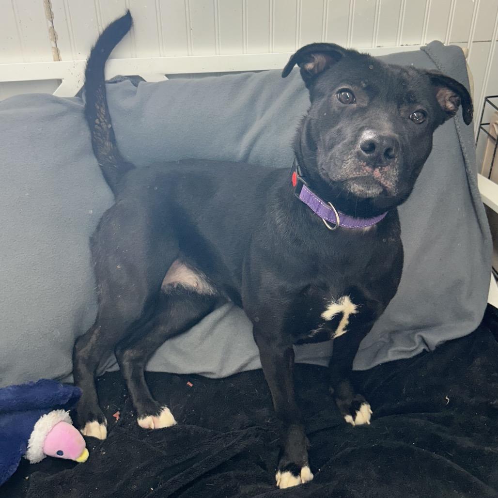 Eclair, Adoptable, Adult Female Black Labrador Retriever.