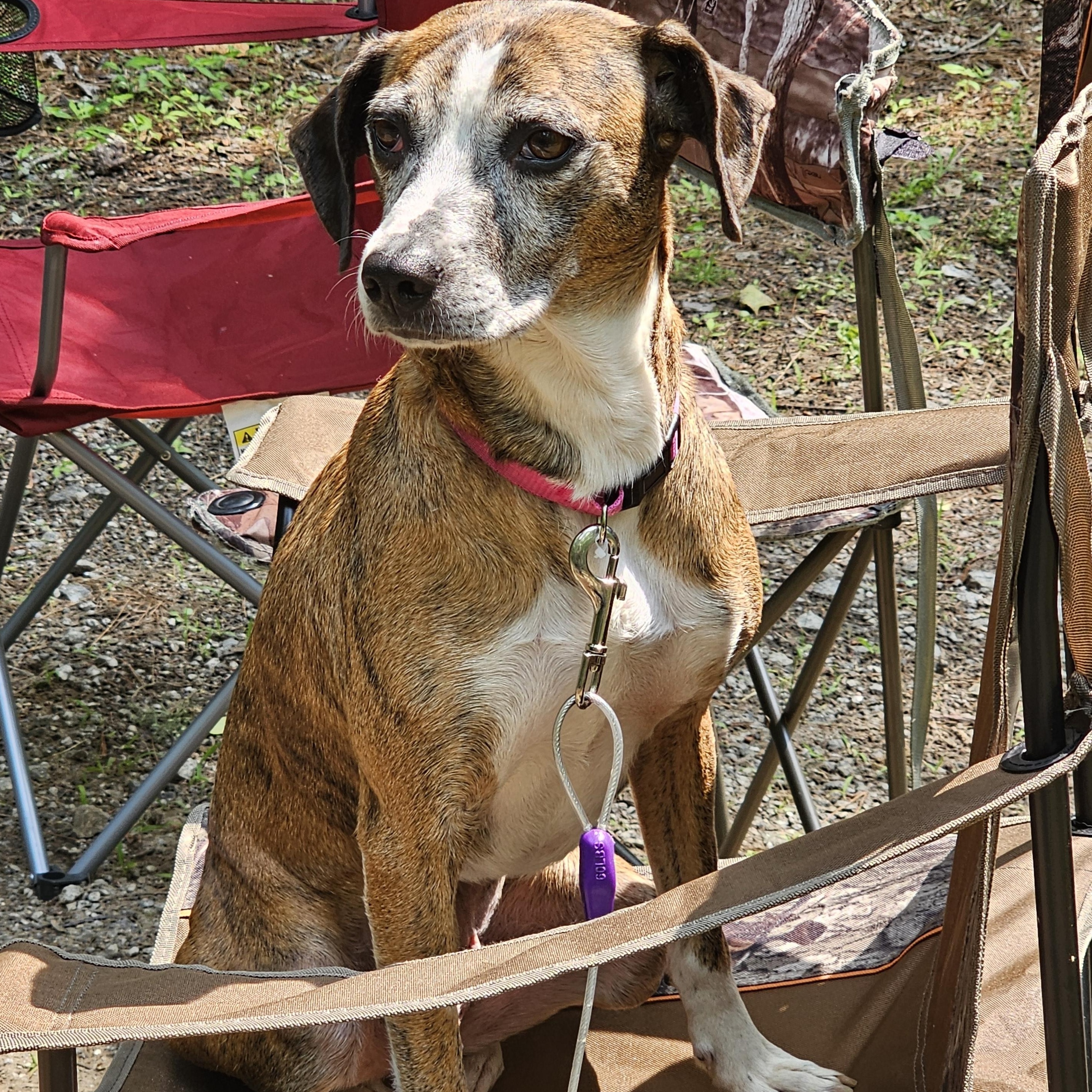 Mocha, Adopted, Adult Female Mountain Cur & Mixed Breed.