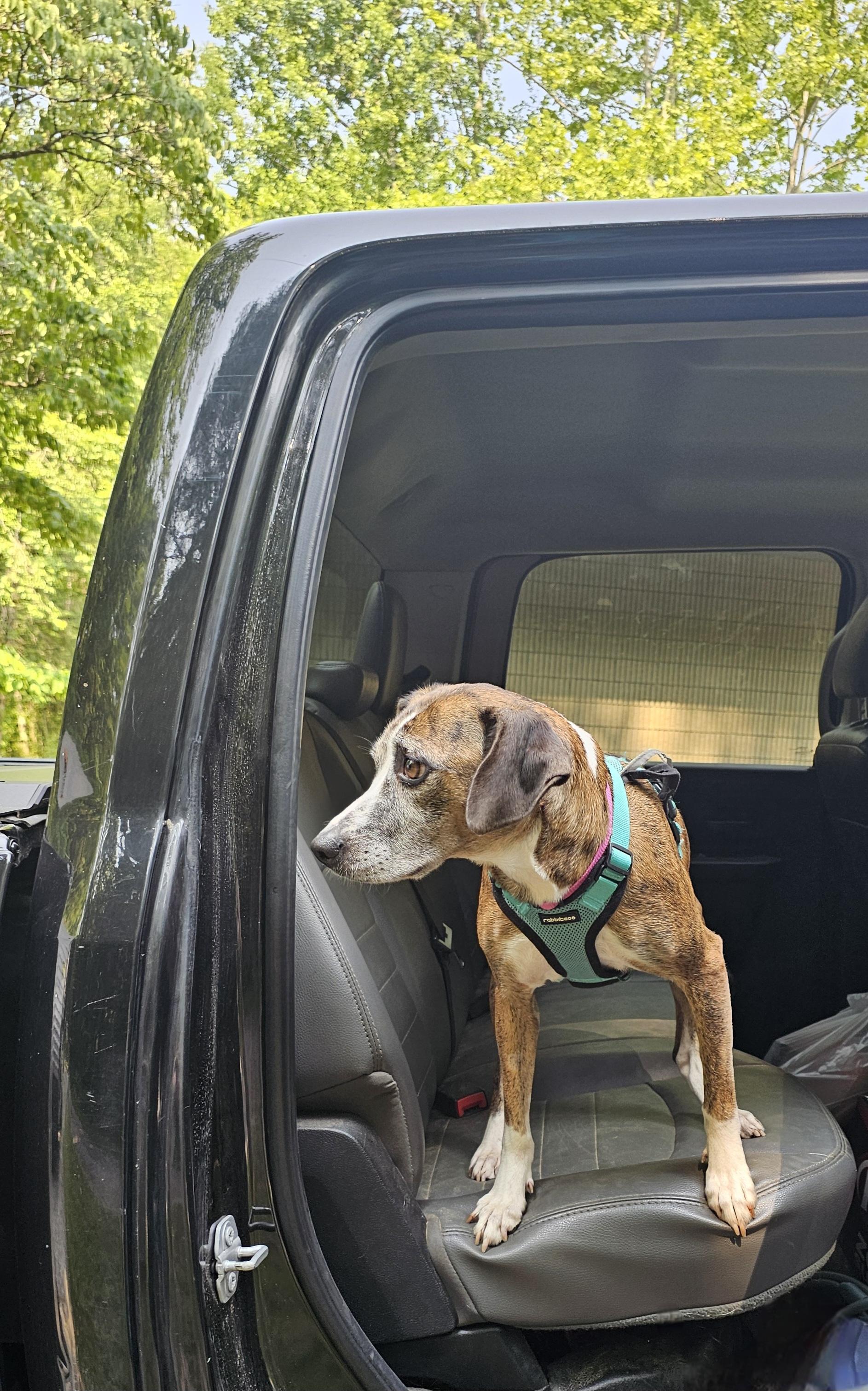 Enlarge Mocha, a Adopted mixed breed in Franklin, NC image 3/4