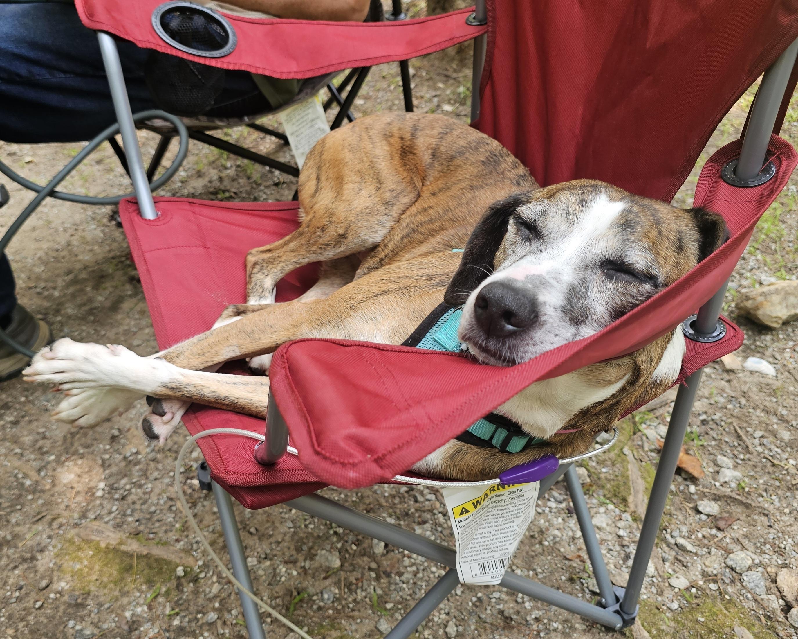 Enlarge Mocha, a Adopted mixed breed in Franklin, NC image 4/4
