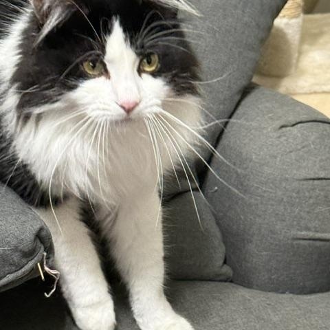 Brooks, Adoptable, Adult Male Domestic Long Hair.