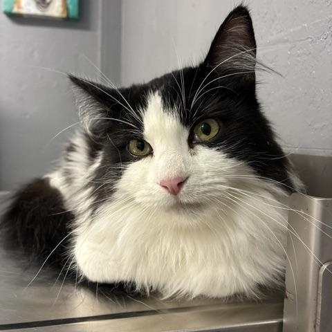 Enlarge Brooks, a Adoptable Domestic Long Hair in Stockton, CA image 2/6