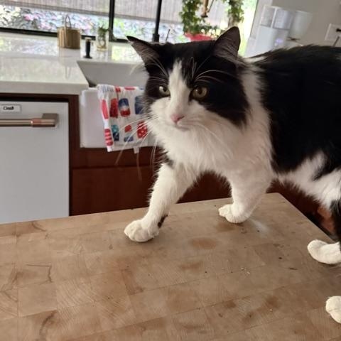 Enlarge Brooks, a Adoptable Domestic Long Hair in Stockton, CA image 5/6