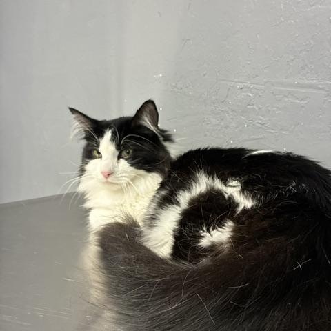 Enlarge Brooks, a Adoptable Domestic Long Hair in Stockton, CA image 3/6
