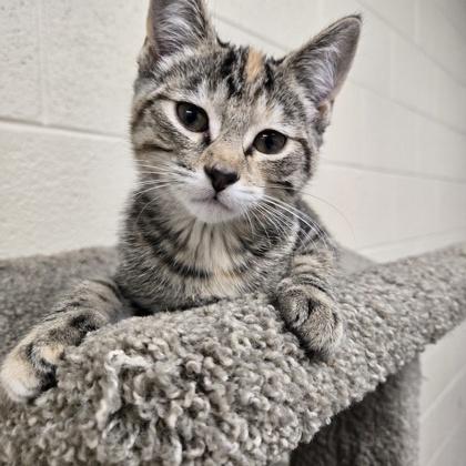 Honey, a ADOPTABLE mixed breed in Valparaiso, IN image 2/2