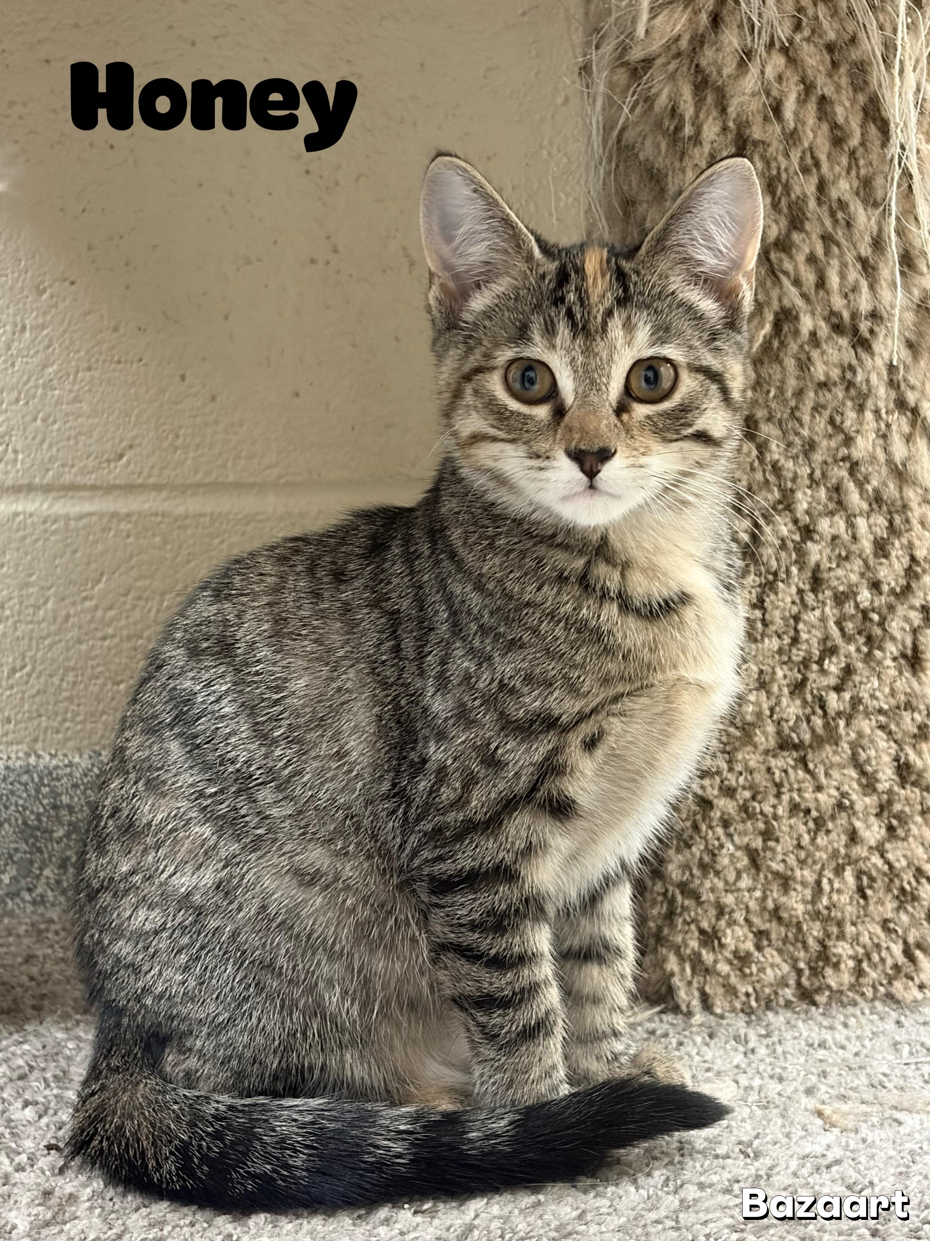 Honey, a ADOPTABLE mixed breed in Valparaiso, IN image 1/2